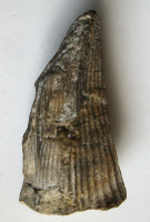 Pinna sp.